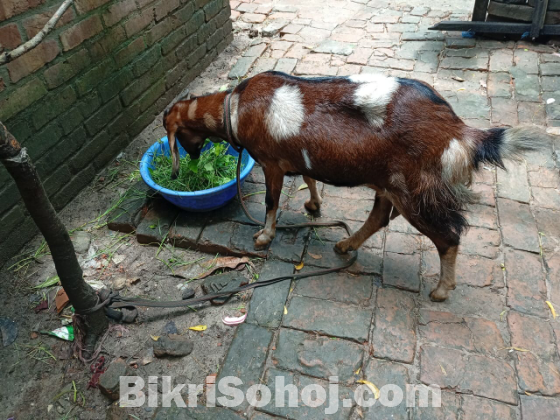 মায়া ছাগল (বয়স: ১বছর+)